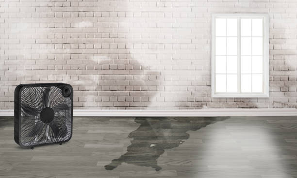 Best Water damage repair service  in Rogersville, MO